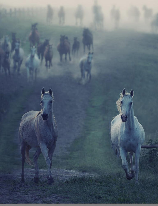 Wild Horses Running through