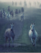 Wild Horses Running through