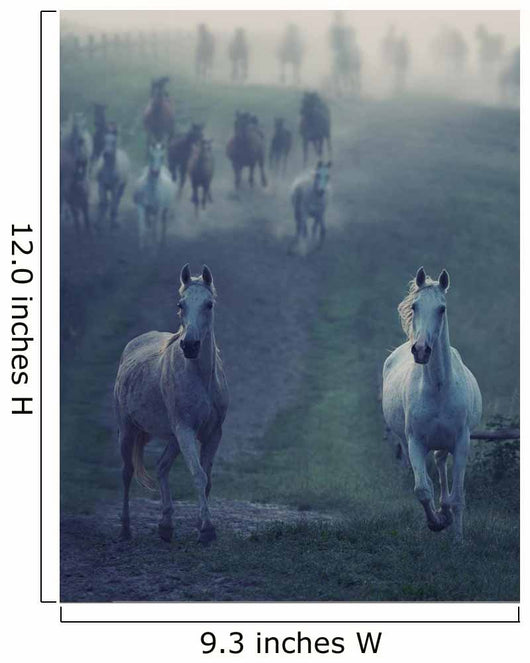 Wild Horses Running through
