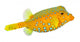 The Yellow  Boxfish (Ostracion cubicus). Wall Decal