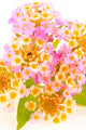 lantana Wall Mural