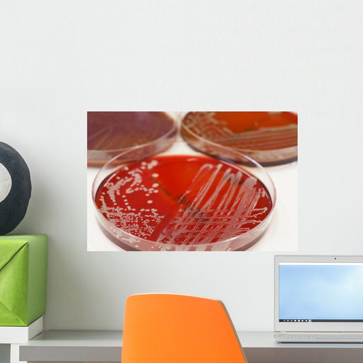 Cultures Wall Mural