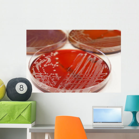 Cultures Wall Mural