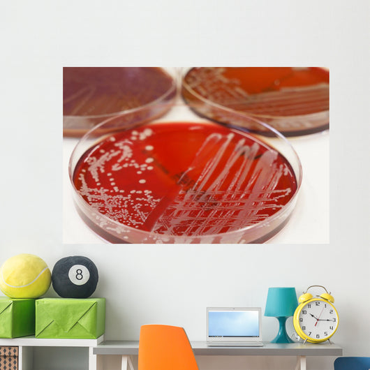 Cultures Wall Mural