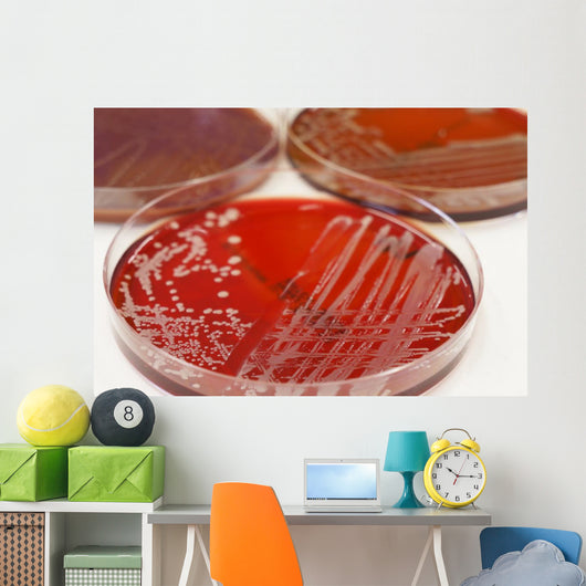Cultures Wall Mural