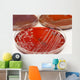 Cultures Wall Mural