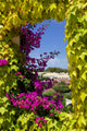 Window Covered With Ivy and Petunia Flowers Wall Mural