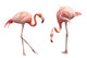 Two Flamingo