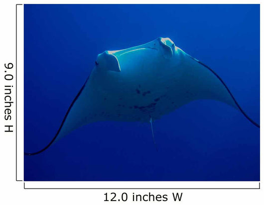 Manta Wall Mural