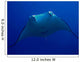 Manta Wall Mural