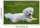 Bichon Frise