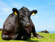 Angus Cattle
