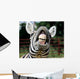 Zebra Smile and Teeth