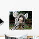 Zebra Smile and Teeth