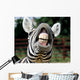 Zebra Smile and Teeth