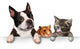 Pets Sign Wall Decal