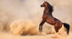 Arabian Horse Running out