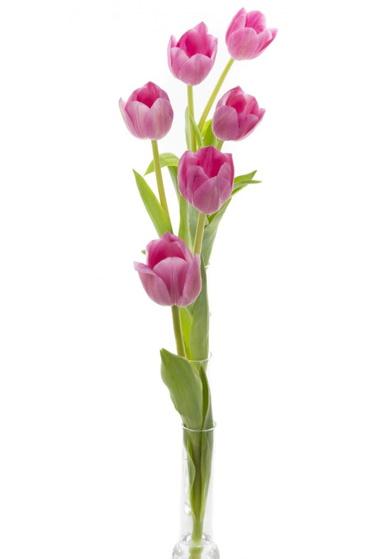 Elegant tulips Wall Decal