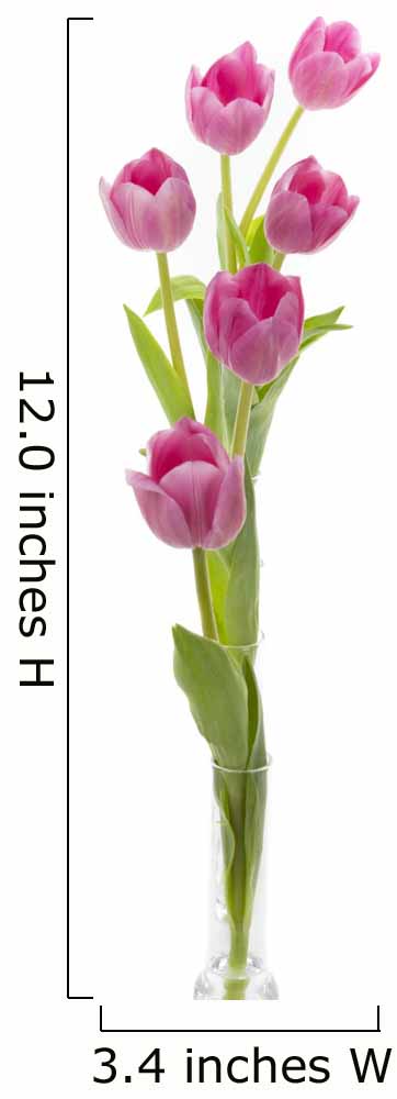 Elegant tulips Wall Decal
