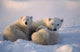 Polar Bearsfemale Cub Is Nursing Canadian Arctic Wall Mural