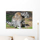 Ring Tailed Lemurs Wall Mural