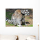 Ring Tailed Lemurs Wall Mural