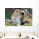 Ring Tailed Lemurs Wall Mural