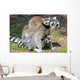 Ring Tailed Lemurs Wall Mural