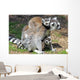 Ring Tailed Lemurs Wall Mural