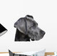 Young Great Dane Wall Decal