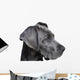 Young Great Dane Wall Decal