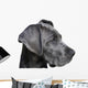 Young Great Dane Wall Decal
