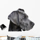 Young Great Dane Wall Decal