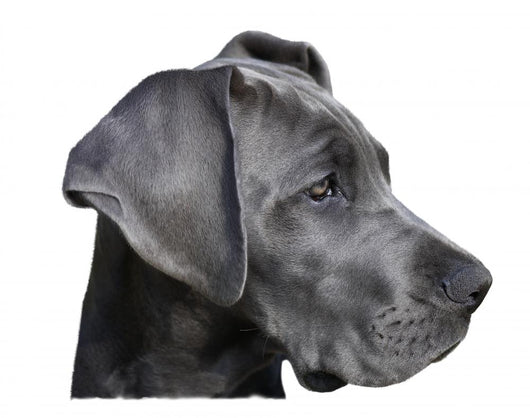 Young Great Dane Wall Decal