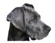 Young Great Dane Wall Decal