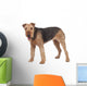 Nice airedale terrier breed dog Wall Decal