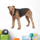 Nice airedale terrier breed dog Wall Decal