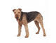 Nice airedale terrier breed dog Wall Decal