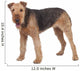 Nice airedale terrier breed dog Wall Decal