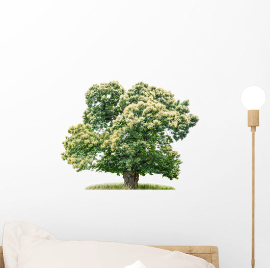 exempt chestnut in front of white background Wall Decal