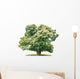 exempt chestnut in front of white background Wall Decal