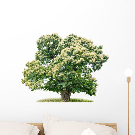 exempt chestnut in front of white background Wall Decal