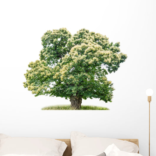 exempt chestnut in front of white background Wall Decal