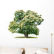 exempt chestnut in front of white background Wall Decal