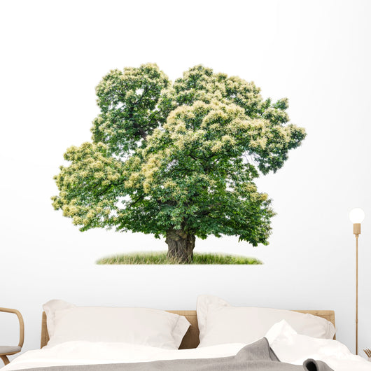 exempt chestnut in front of white background Wall Decal