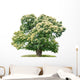 exempt chestnut in front of white background Wall Decal