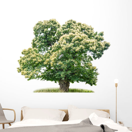 exempt chestnut in front of white background Wall Decal