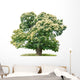 exempt chestnut in front of white background Wall Decal