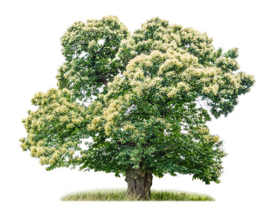 exempt chestnut in front of white background Wall Decal