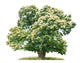 exempt chestnut in front of white background Wall Decal